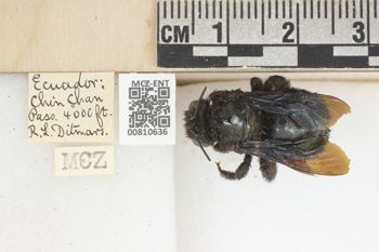 Media type: image;   Entomology 810636 Aspect: labels